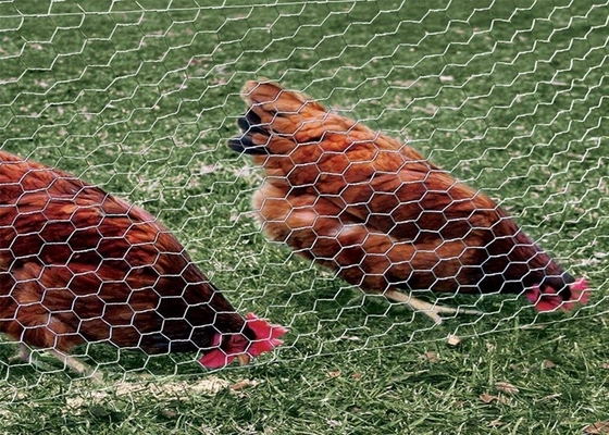0.5-2m Maschendraht Mesh Netting, sechseckiger Geflügel-Maschendraht